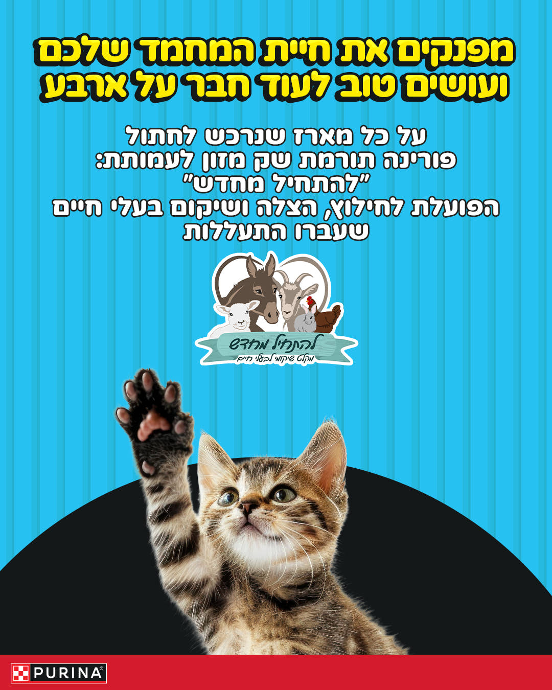 מארז לחתולים - 'למגרגרים מהתרגשות' (S)